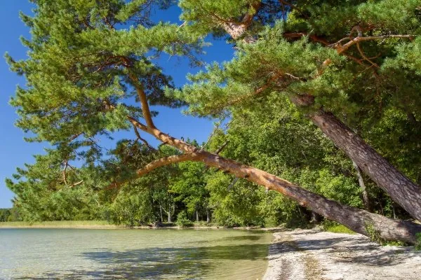 Лісова хатинка оз. Пісочне